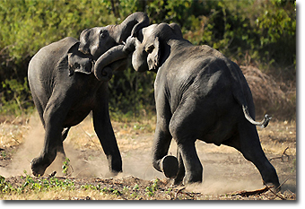 Elephants at Kandy Concept Voyages